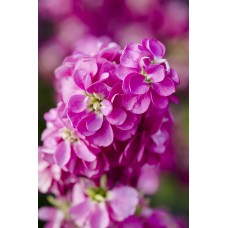 Şebboy Çiçek Tohumu 1 - Matthıola Incana (~ Takribi 50 Tohum)